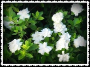 1st Jul 2020 - The Smell of a Gardenia