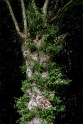 30th Jun 2020 - Old Oak Tree - for Mrs S
