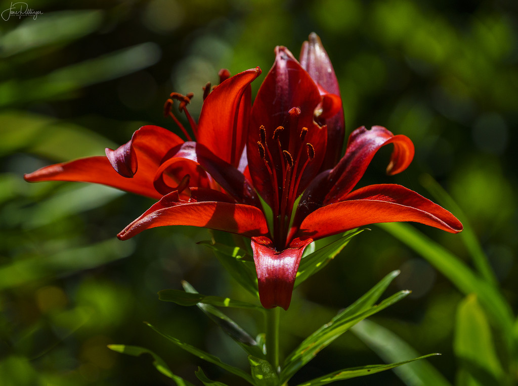 Jim's Lily  by jgpittenger