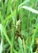 30th Jun 2020 - Meadow Grasshopper