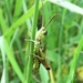Meadow Grasshopper by julienne1