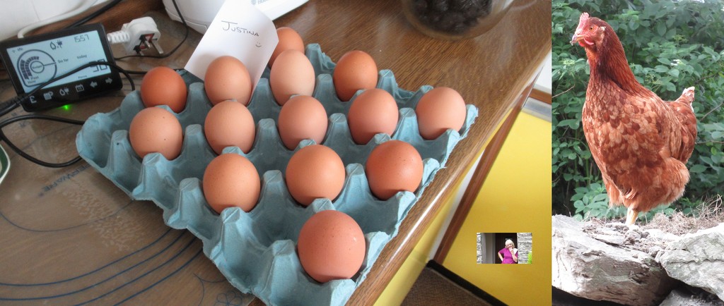 eggsies by anniesue