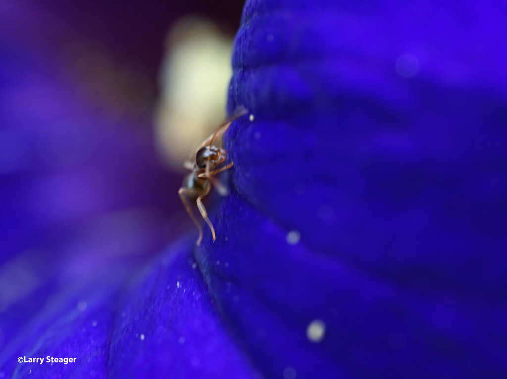 Ant harvesting pollen from petunia by larrysphotos