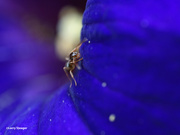 1st Jul 2020 - Ant harvesting pollen from petunia