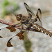Dragonfly 2 by gardencat