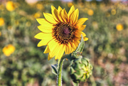 1st Jul 2020 - Sunflower