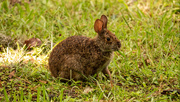 1st Jul 2020 - Bunny Rabbit Having a Snack!