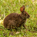 Bunny Rabbit Having a Snack! by rickster549