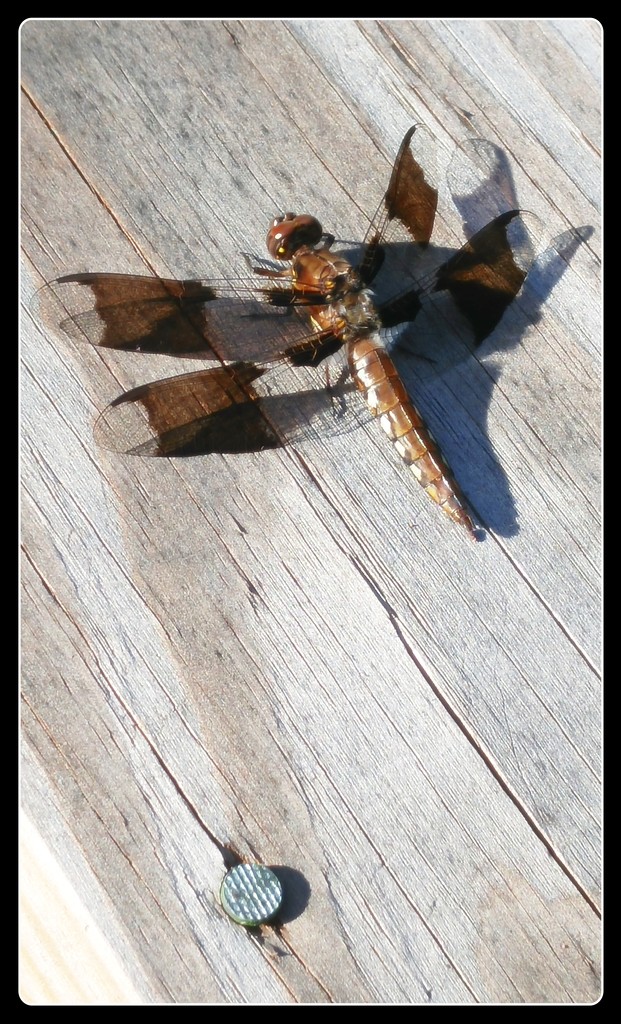 Dragonfly - female white tailed skipper by marlboromaam