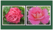 2nd Jul 2020 - Two pink Esplanade roses.