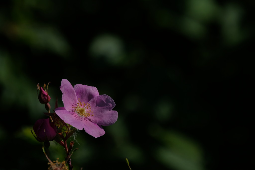 Wild Rose by tosee