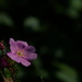 Wild Rose by tosee