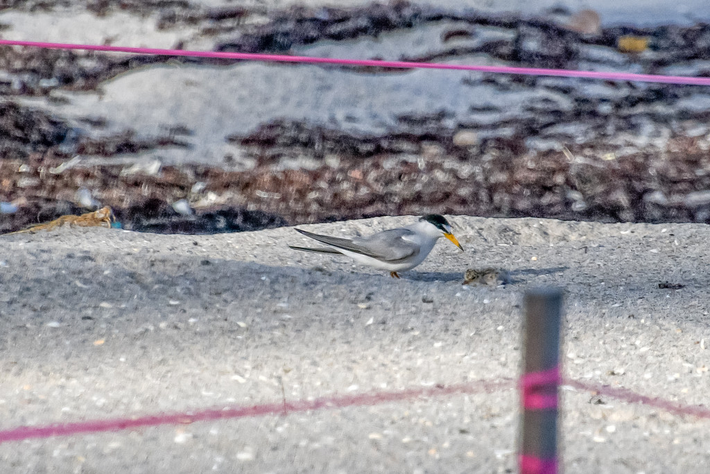 Least Tern Colony by danette