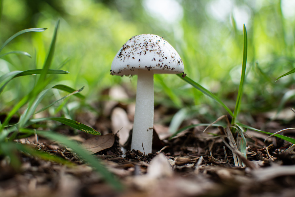 With the rain comes mushrooms... by thewatersphotos