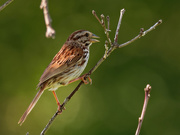 2nd Jul 2020 - song sparrow