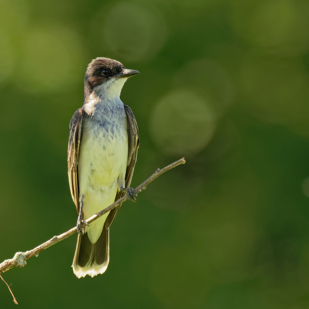 eastern kingbird  by rminer
