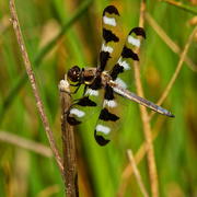 2nd Jul 2020 - twelve-spotted skimmer dragonfly