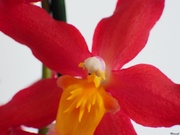 2nd Jul 2020 - Orchid