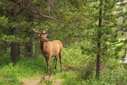 28th Jun 2020 - Young Elk