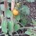 1st Tomato by arthurclark