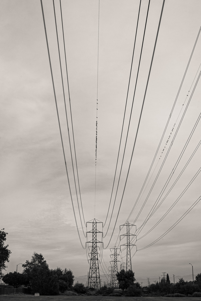 (Day 139) - Wired by cjphoto