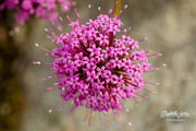2nd Jul 2020 - Pink flower