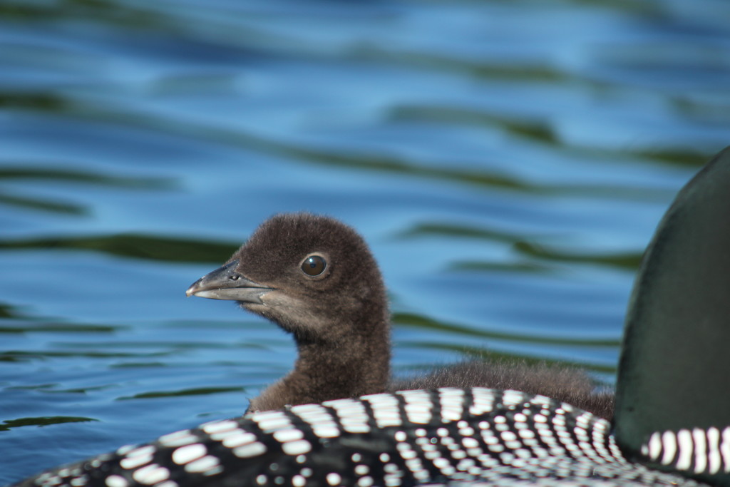 Loon Chick by rob257