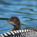 Loon Chick by rob257