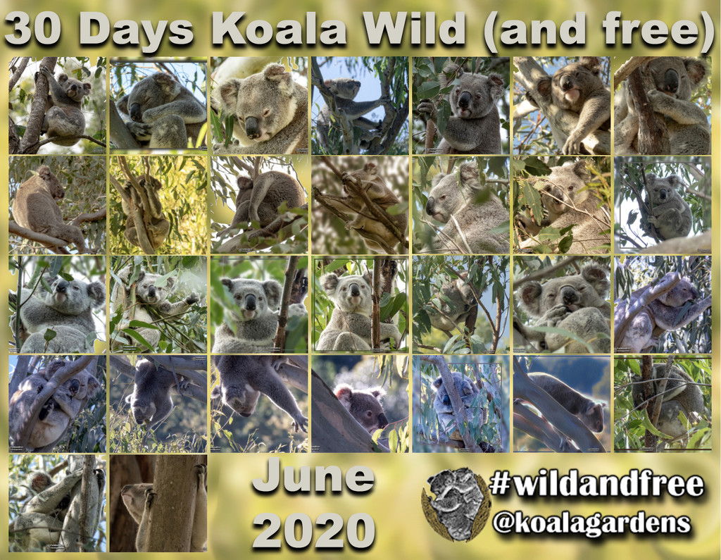 wild world by koalagardens