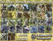 1st Jul 2020 - wild world