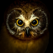 2nd Jul 2020 - Young Northern-Sawhet Owl