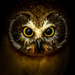 Young Northern-Sawhet Owl by nicoleweg