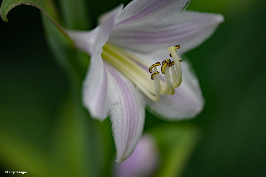 Plantain lilies or Hosta flower by larrysphotos
