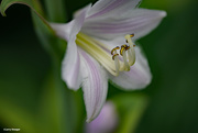 2nd Jul 2020 - Plantain lilies or Hosta flower