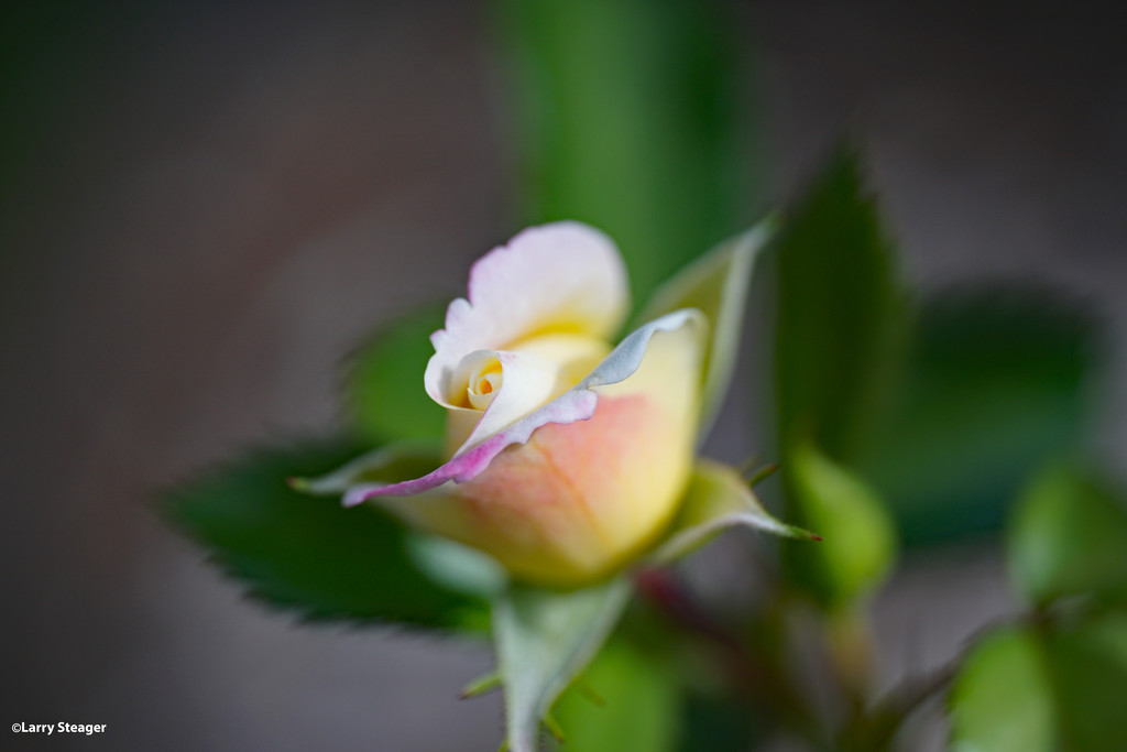 Simple rose by larrysphotos