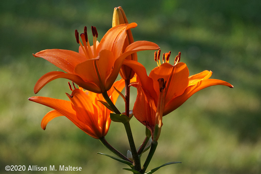 Lilies in Late Day Light by falcon11
