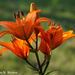 Lilies in Late Day Light by falcon11