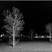 Night Trees by chikadnz