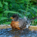 Little Robin’s First Bath by mzzhope