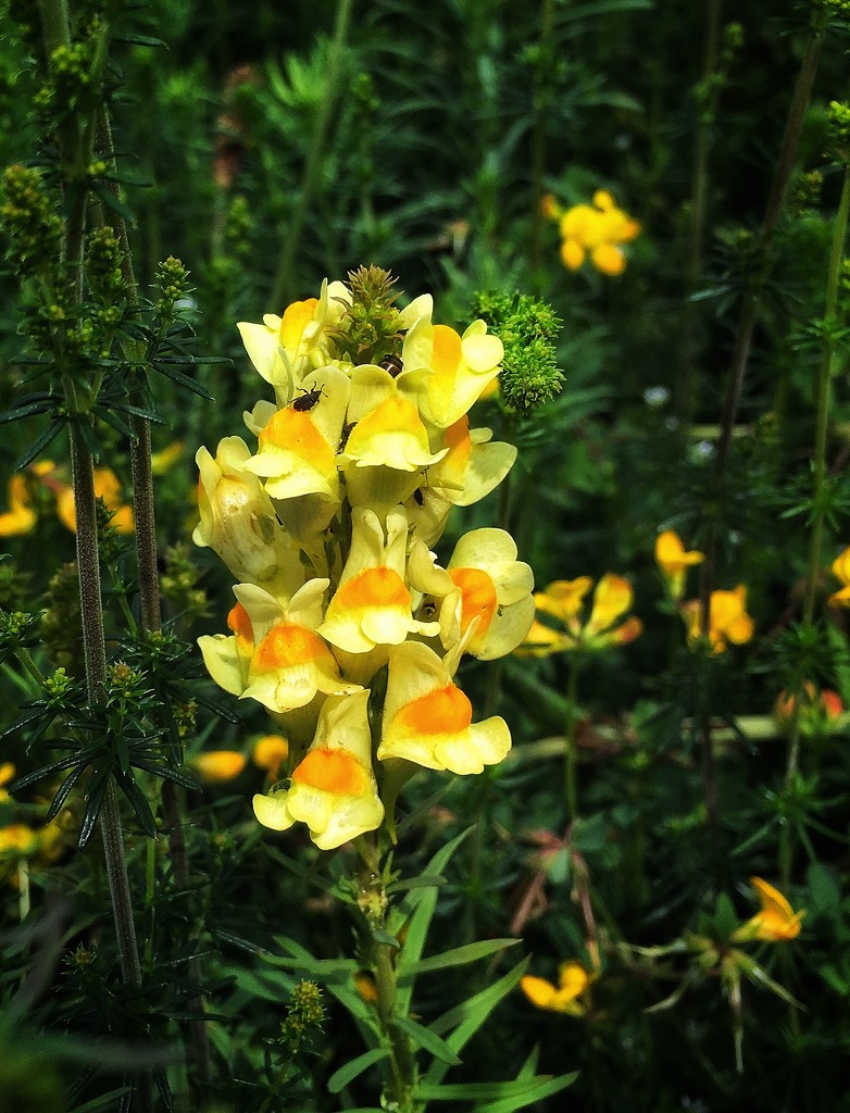 Toadflax by pattyblue