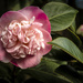 Camellia by nickspicsnz