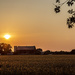 Golden Grain Sunset by pdulis