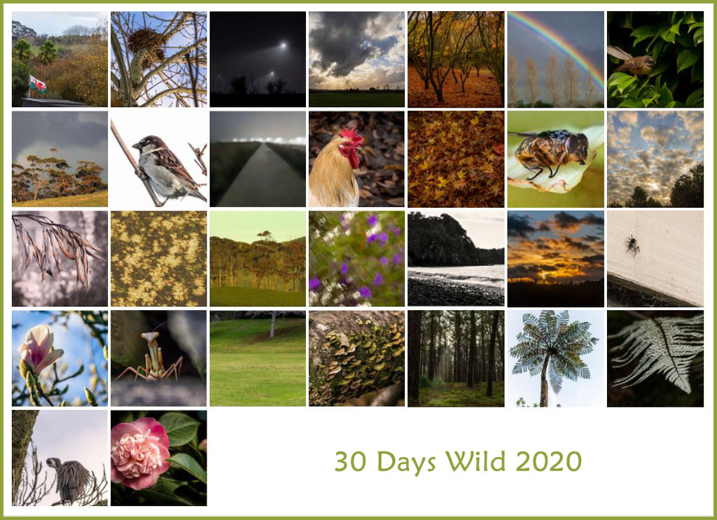 30 Days Wild by nickspicsnz