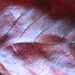 Read Leaf on Windowsill  by sfeldphotos