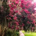 Crape myrtles in bloom, Hampton Park by congaree