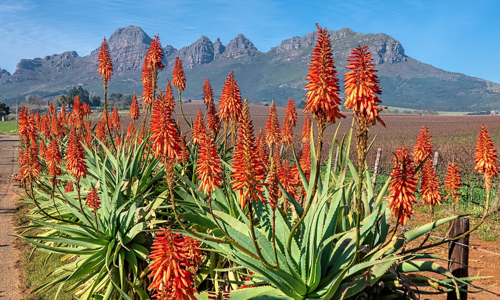 Aloes soon past their prime by ludwigsdiana