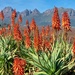 Aloes soon past their prime by ludwigsdiana