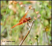 16th Jun 2020 - Dragonfly On A Stick...