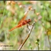 Dragonfly On A Stick... by soylentgreenpics