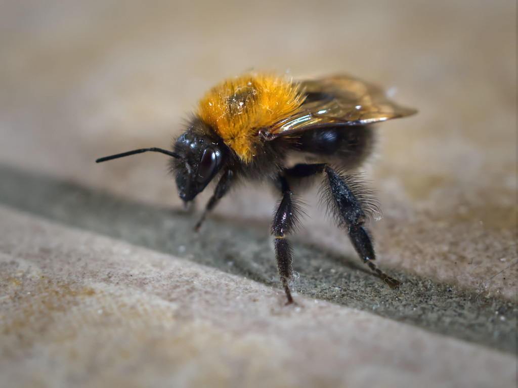 Bee on Utility Room Floor by jon_lip